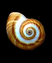Seashells