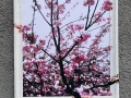 CHERRY-BLOSSOMS-8X10-200