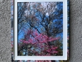 FLAG-TREES-8x10-200