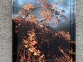 ORANGE-TREE-8x10-200