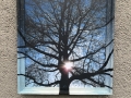 TREE-SUN-8x10-200